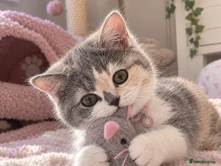 British Shorthair cats TICA Reg BlueCream Tortie/White British Shorthair - Advert 12