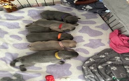 French Bulldog dogs for sale: French bulldog pups  - Image 10