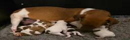 Jack Russell dogs for sale: Exquisite litter of Jack Russell Pups 🐾  - Advert 2