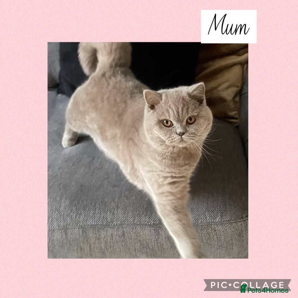 British Shorthair cats Beautiful lilac GCCF kitten - Advert 2