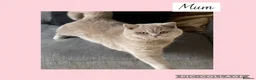 British Shorthair cats for sale: Beautiful lilac GCCF kitten - Advert 2