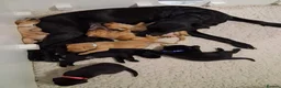 Labrador Retriever dogs for sale: Joyful Labrador Puppies Ready to Steal Your Heart - Advert 7