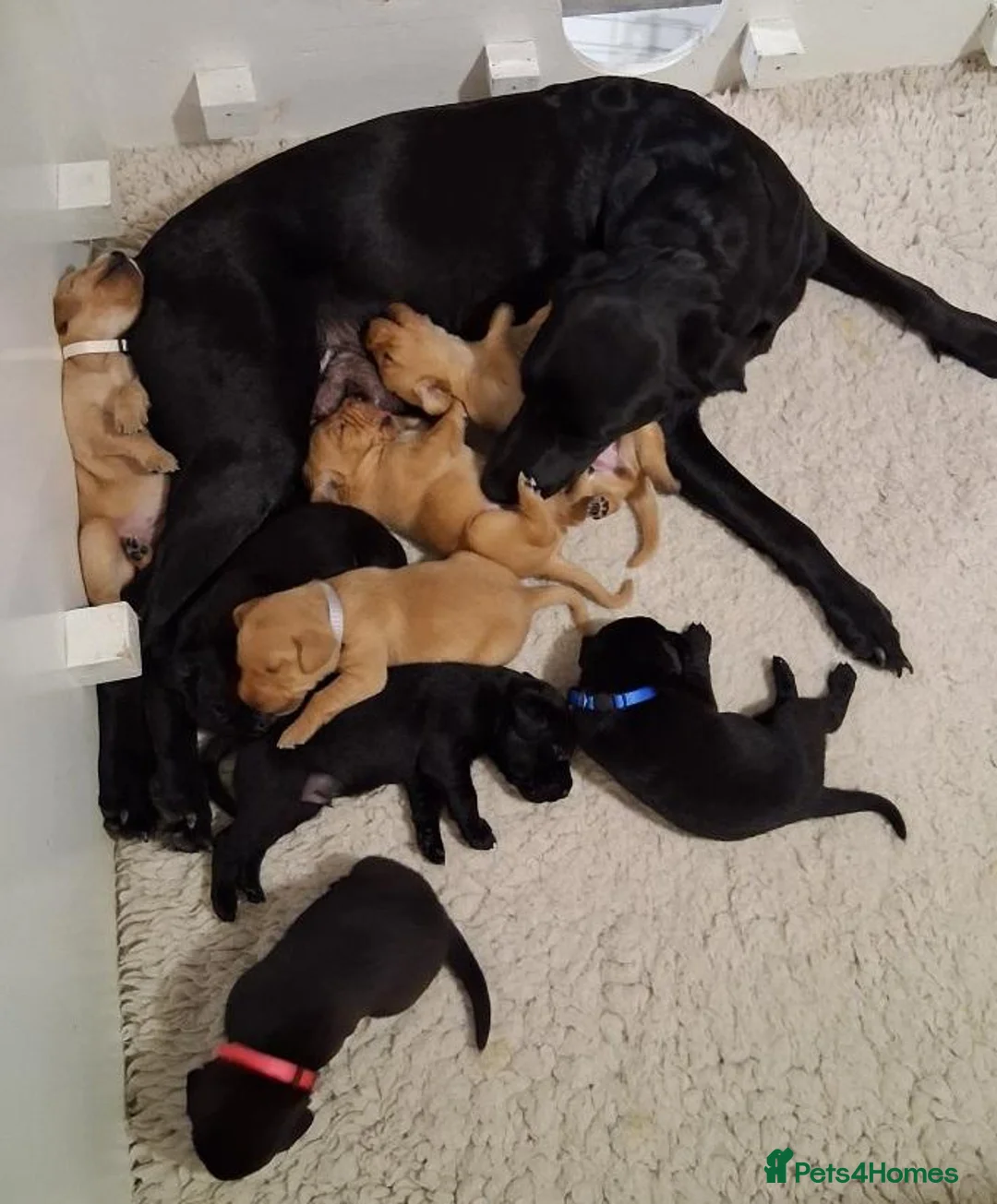 Labrador Retriever dogs for sale: Joyful Labrador Puppies Ready to Steal Your Heart - Advert 7