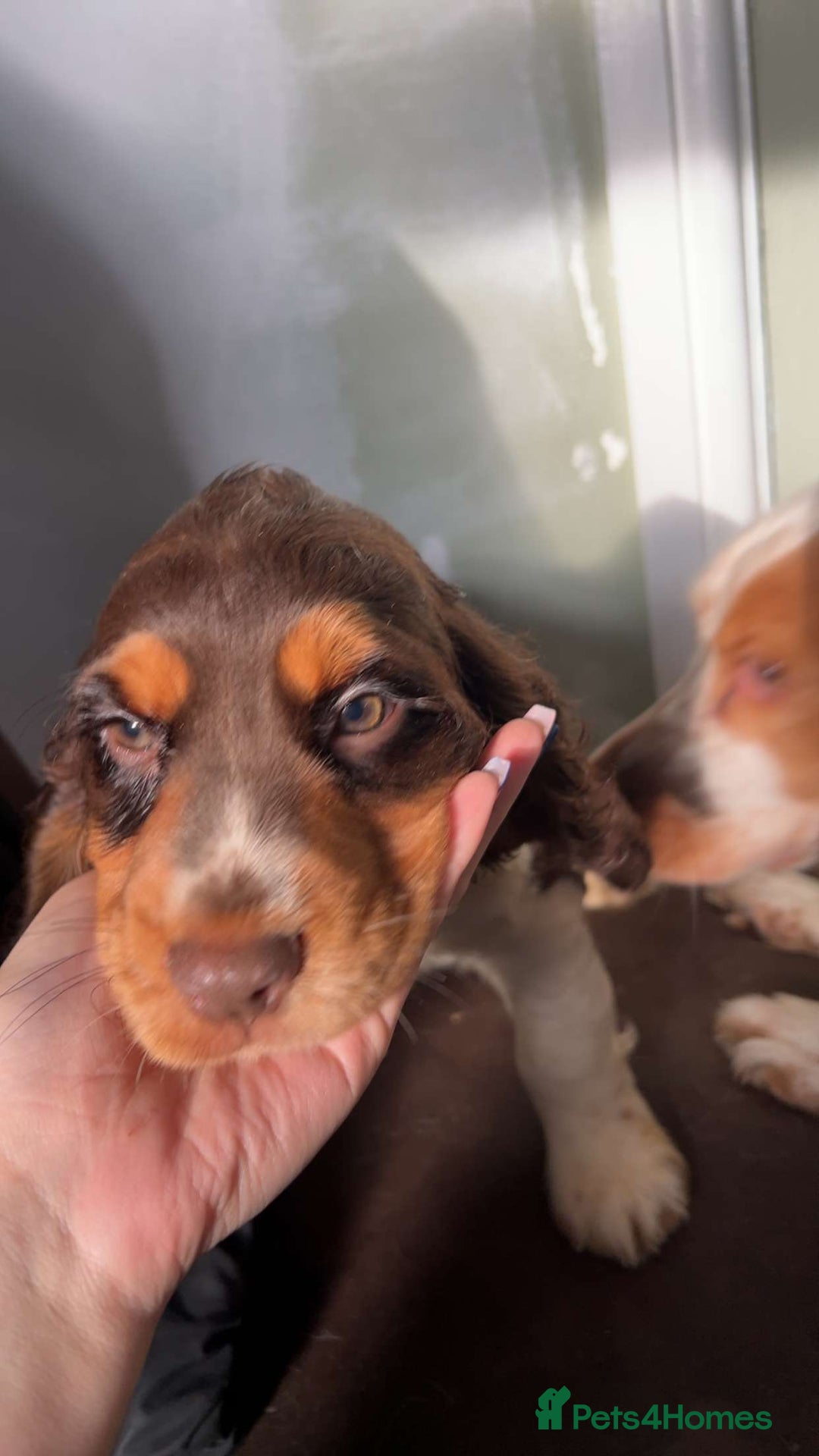 Cocker Spaniel dogs for sale: Chocolate Roan & Tan Cocker Spaniel Puppies - Advert 32