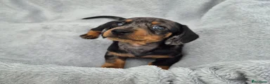 Miniature Dachshund 3