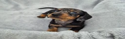 Miniature Dachshund dogs for sale: Stunning KC Reg, PRA Clear dachshund pupies - Advert 9