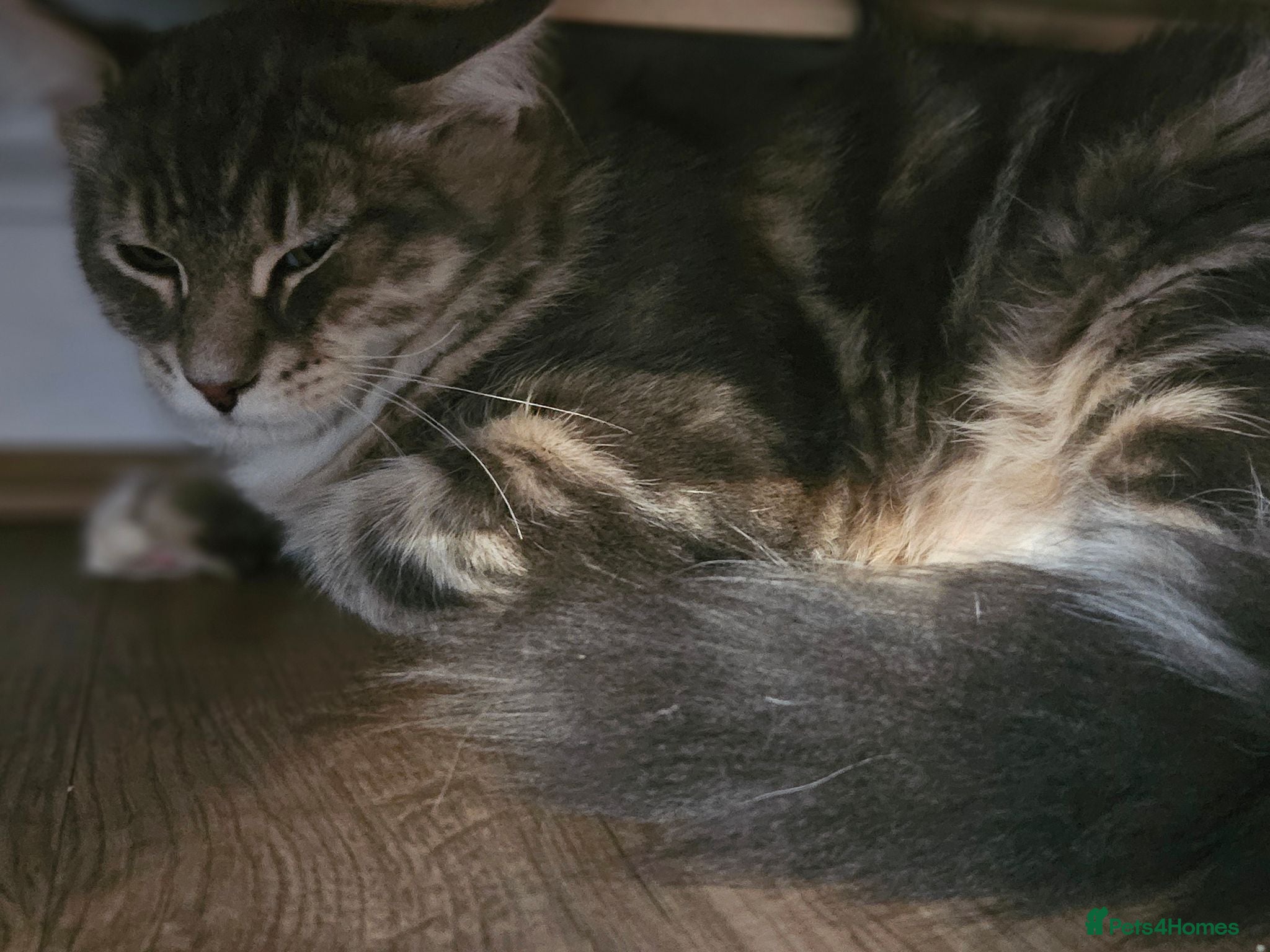 Maine Coon cats Stunning Maine Coon kittens, reduced price - Advert 6