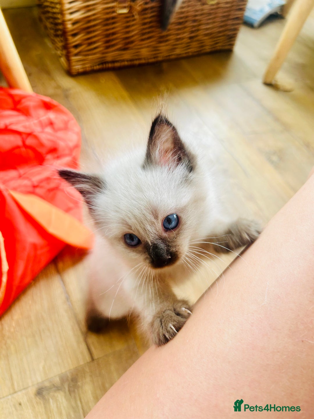 Ragdoll cats for sale: Ragdoll Kittens  - Image 11