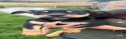 Australian Kelpie dogs for sale: Stunning Farm Breed Kelpies - Advert 11