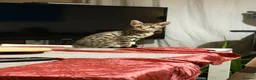 Savannah cats for sale: Savannah F4 kittens - Advert 2