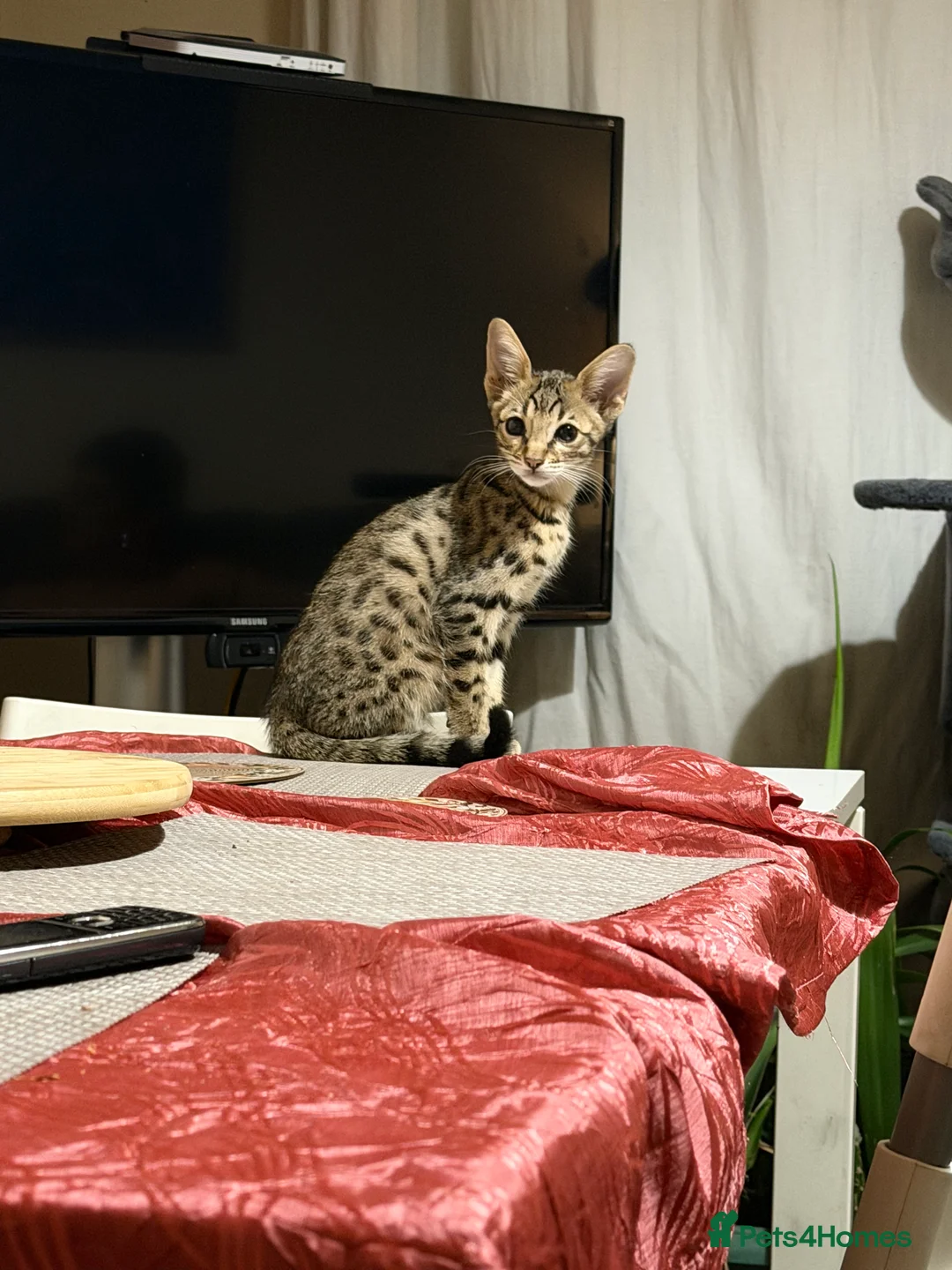 Savannah cats for sale: Savannah F4 kittens - Advert 2