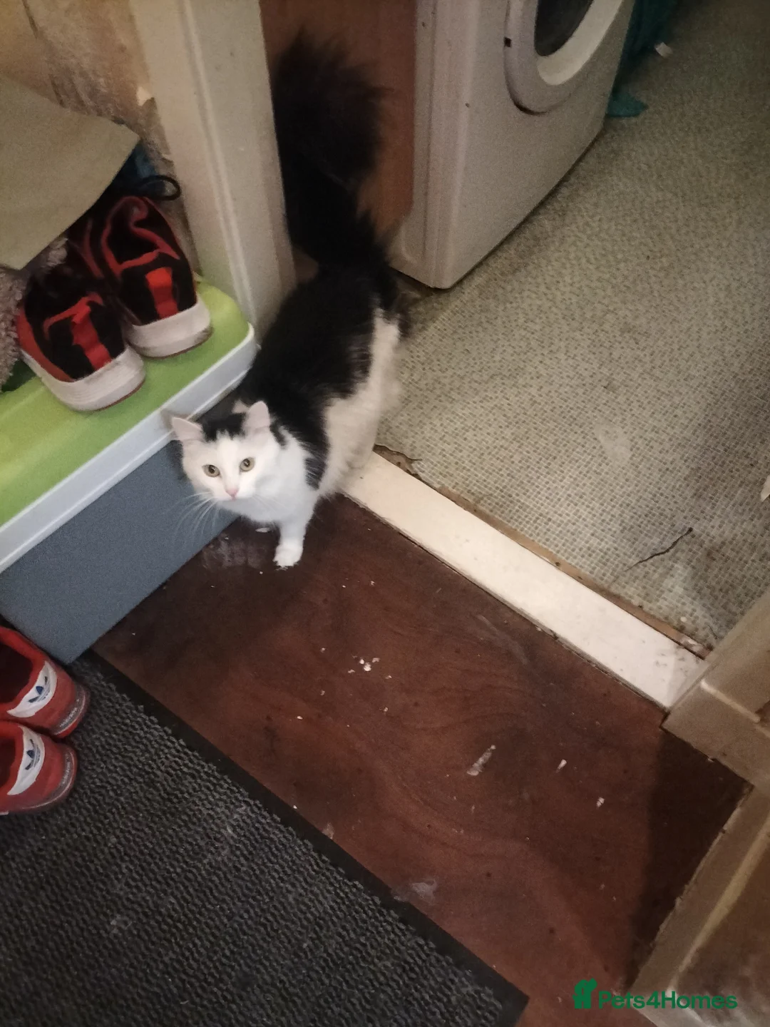 Mixed Breed cats for stud: New home for my three-year-old female cat - Advert 3