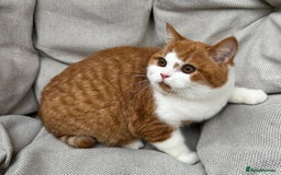 British Shorthair cats for sale: British Shorthair Chunky kittens - Image 25