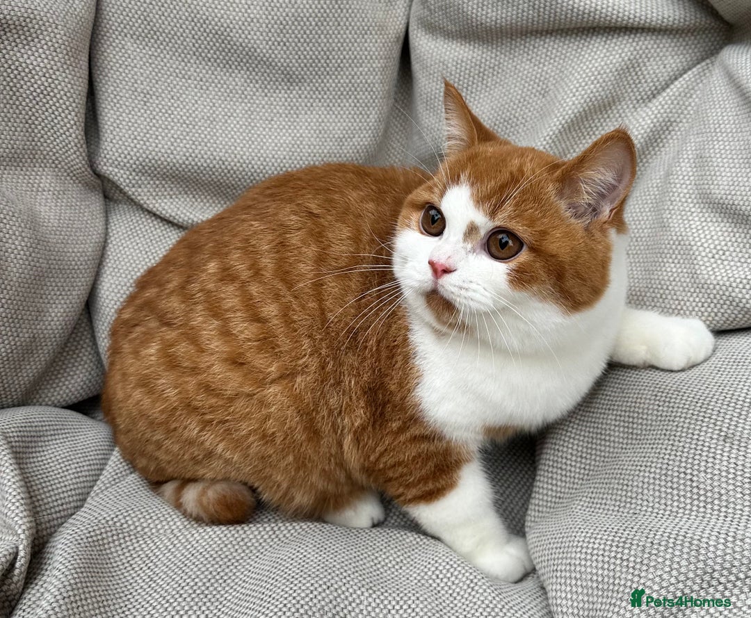 British Shorthair cats for sale: British Shorthair Chunky kittens - Image 25