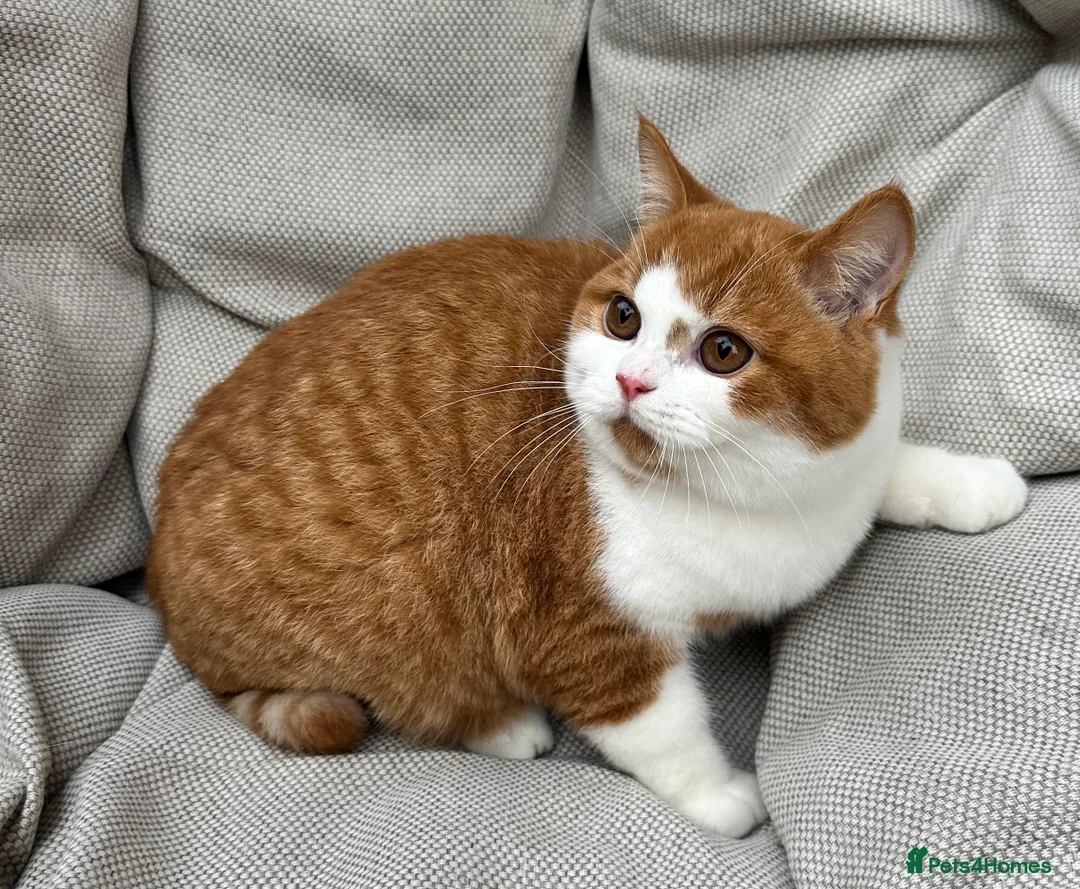 British Shorthair cats for sale: British Shorthair Chunky kittens - Advert 16