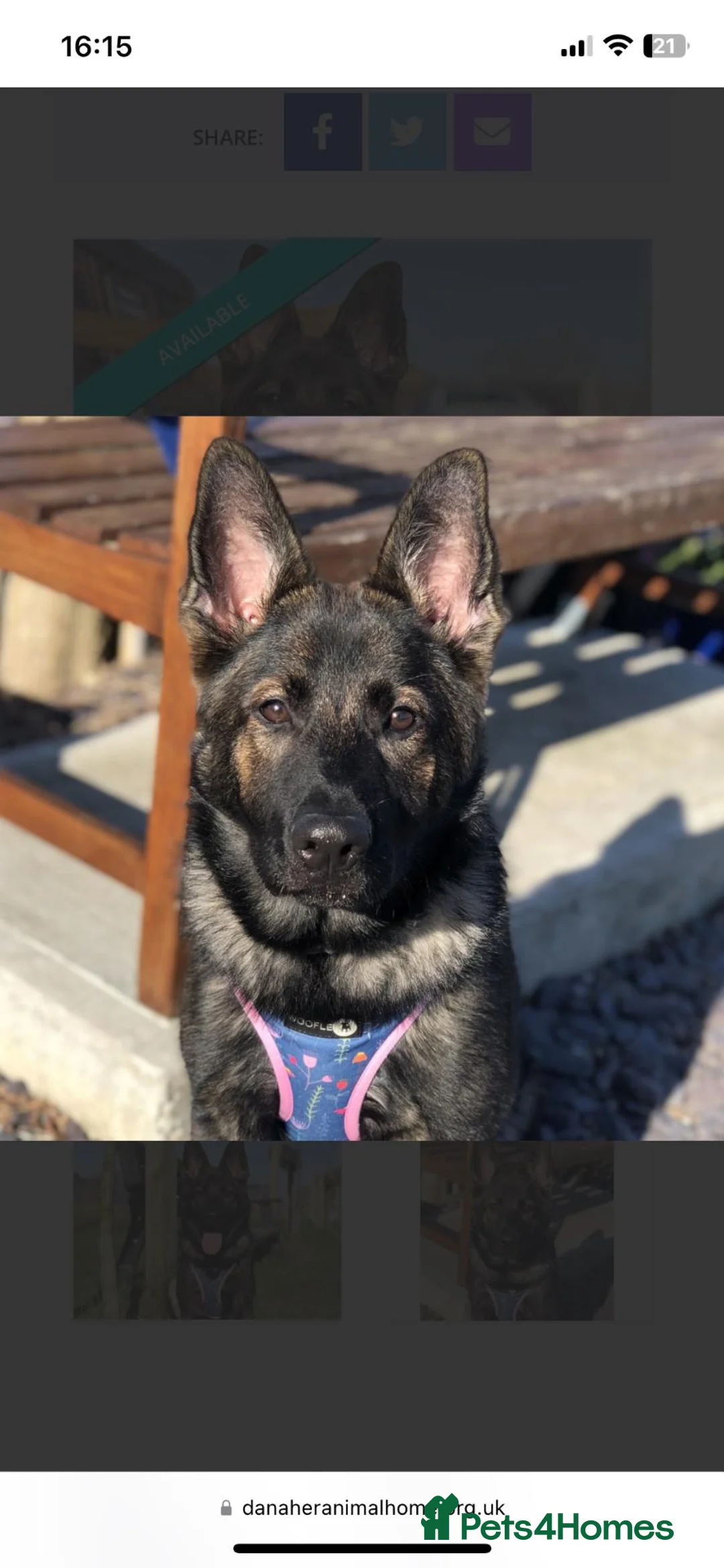 German Shepherd dogs for sale: Queenie 2 year old GS - Advert 2