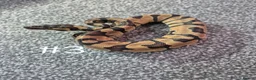Python Snake reptiles for sale: Juvenile ball pythons  - Advert 6