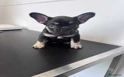 French Bulldog dogs for sale: 🐾 4 Beautiful French Bulldog Puppies 🐾 - Image 4