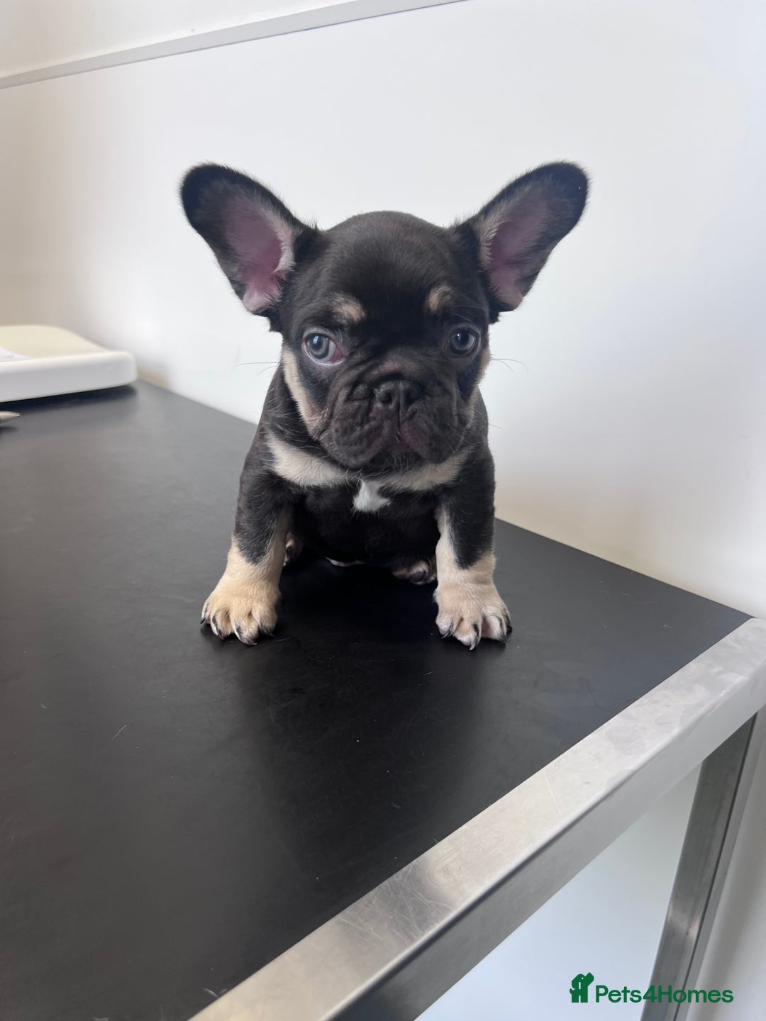 French Bulldog dogs for sale: 🐾 4 Beautiful French Bulldog Puppies 🐾 - Image 4