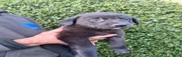 Borador dogs for sale: Gorgeous Lab x pups in Lanark - Advert 10