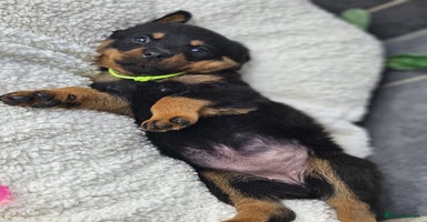 Rottweiler dogs - Advert 2
