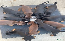 Dobermann dogs for sale: Doberman puppies  - Image 11