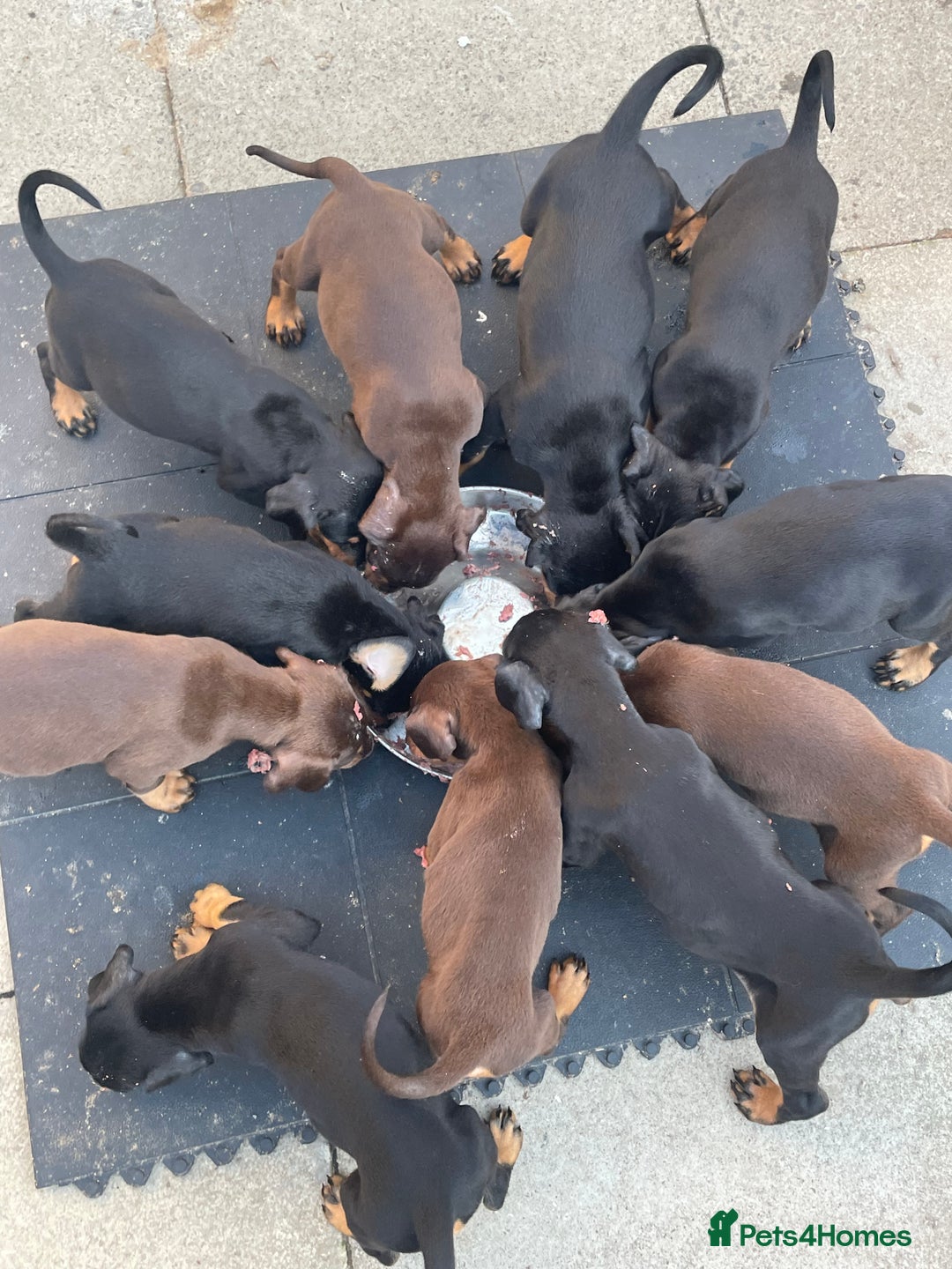Dobermann dogs for sale: Doberman puppies  - Image 11