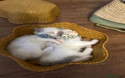 Ragdoll cats for sale: TICA Registered Ragdoll Kittens - Image 10