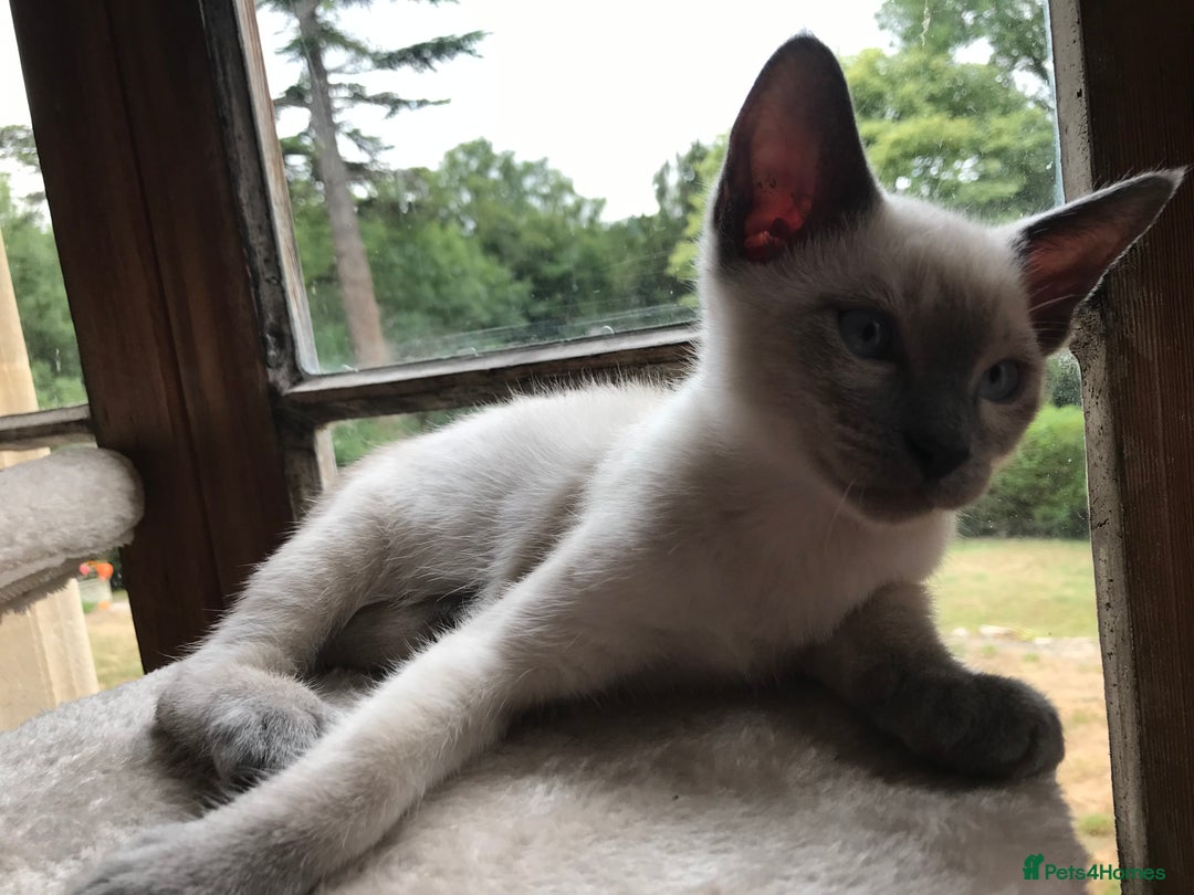Tonkinese cats for sale: Superb Tonkdoll Kittens - Image 17