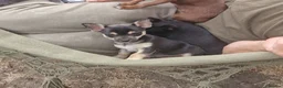 Chihuahua dogs for sale: Black and tan Chihuahua girl puppy - Advert 11
