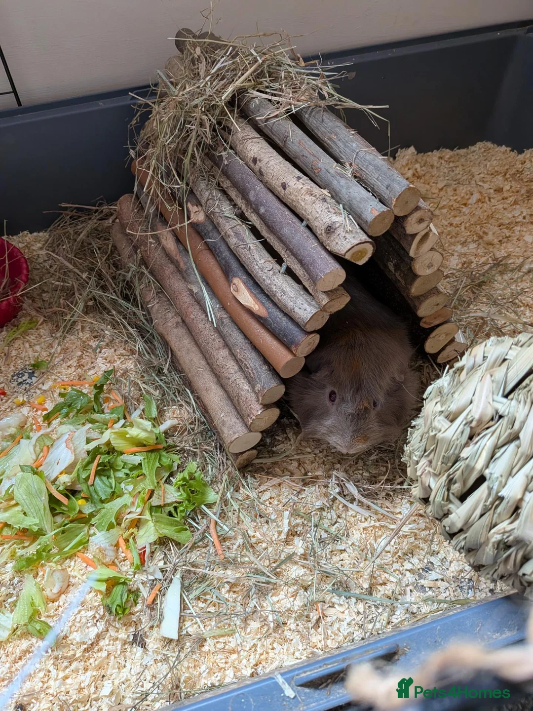 Guinea Pig rodents for sale: Free guinea pig in Loughborough - Advert 2