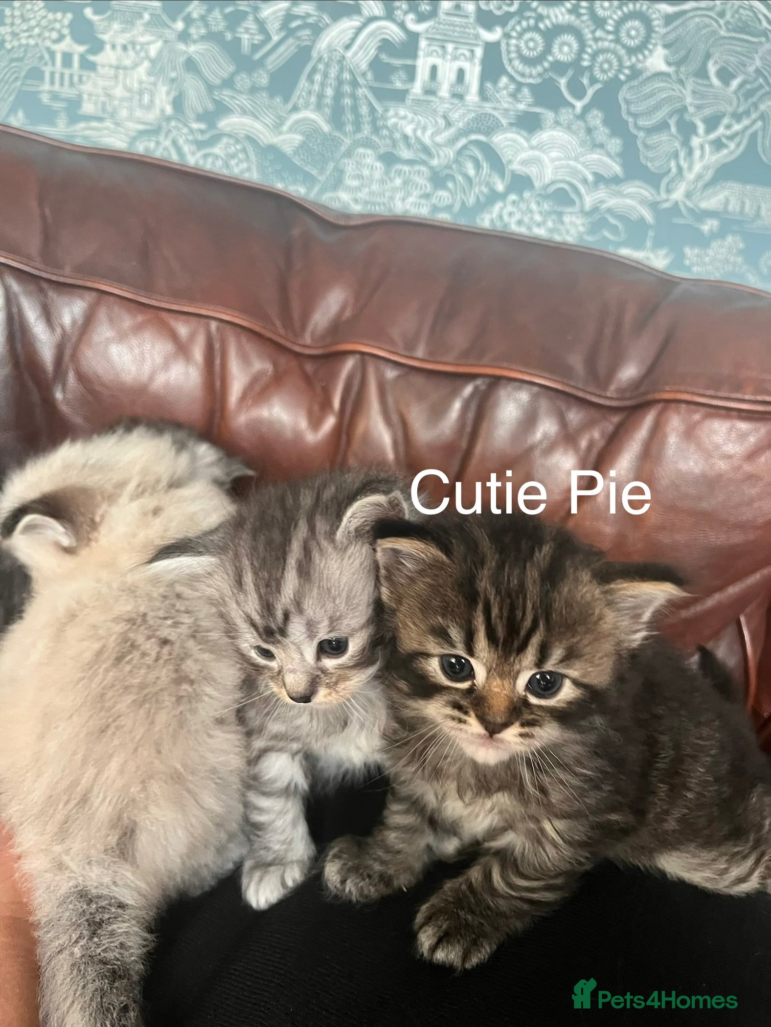 Mixed Breed cats Beautiful Ragdoll and Persian Mix Kittens - Advert 2
