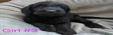 Labradoodle 6