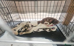 English Springer Spaniel dogs for sale: Springer spaniel puppy's  - Image 1