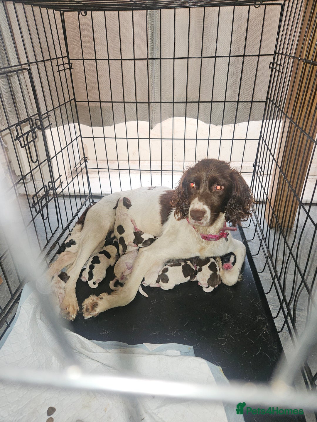 English Springer Spaniel dogs for sale: Springer spaniel puppy's  - Image 1