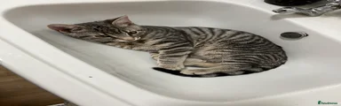 Milo