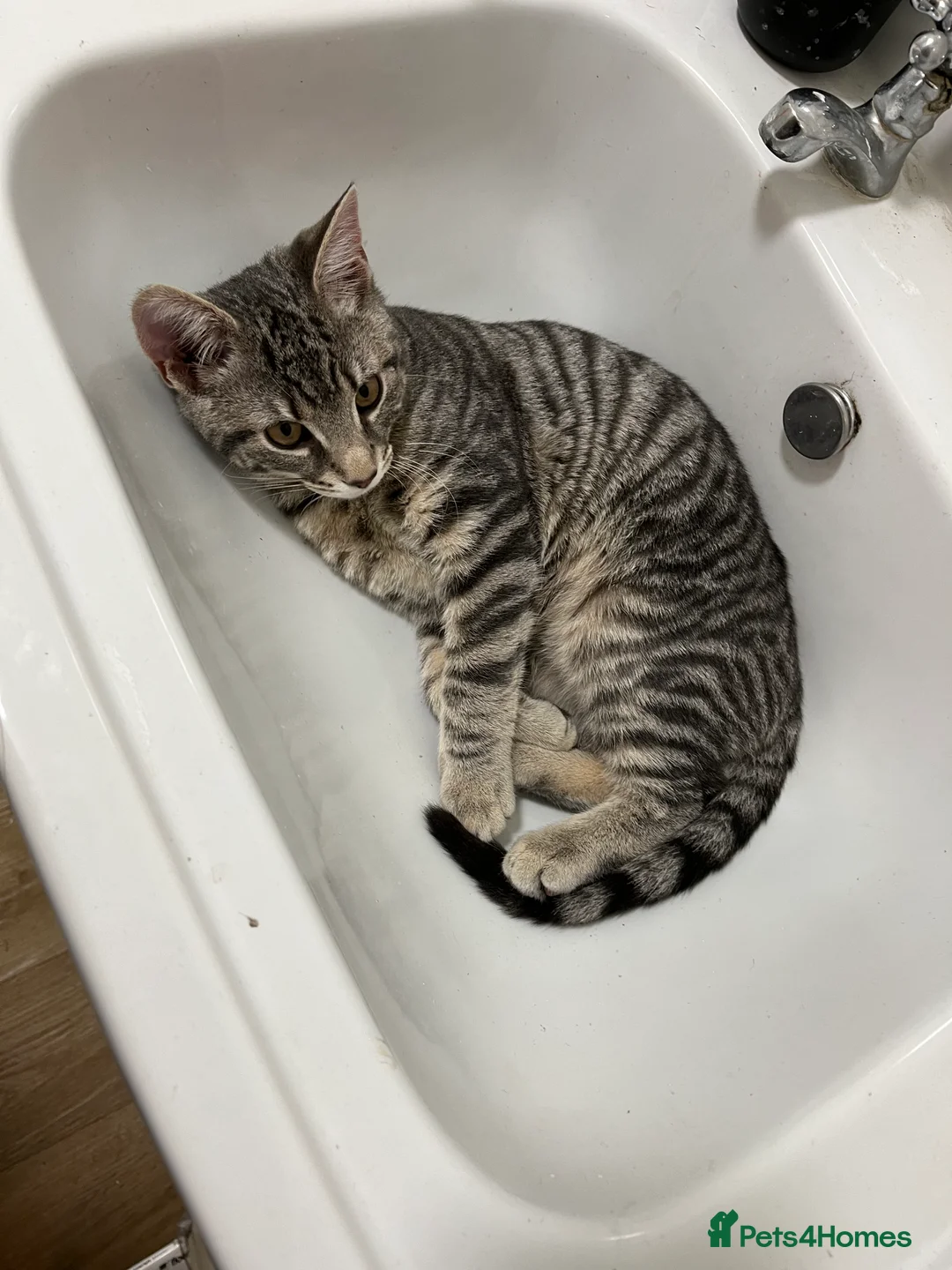 Mixed Breed cats for sale: 2 male cats  in Caterham - Advert 6