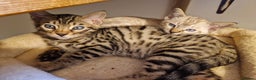 Mixed Breed cats for sale: Bengal, Siamese mix. 7/8ths Bengal 1 /8th Siamese  - Advert 8