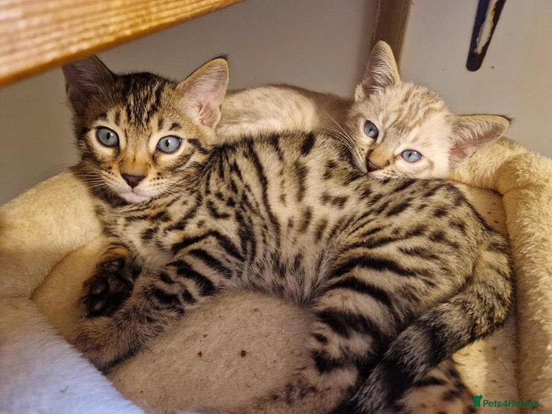 Mixed Breed cats for sale: Bengal, Siamese mix. 7/8ths Bengal 1 /8th Siamese  - Advert 8