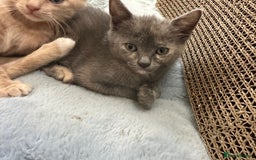 Ragdoll cats for sale: 6 beautiful well loved kittens. 2 girls remaining - Image 18
