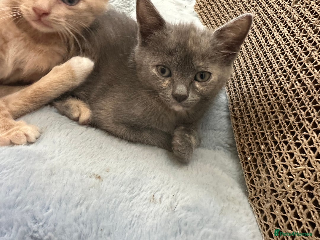 Ragdoll cats for sale: 6 beautiful well loved kittens. 2 girls remaining - Image 18
