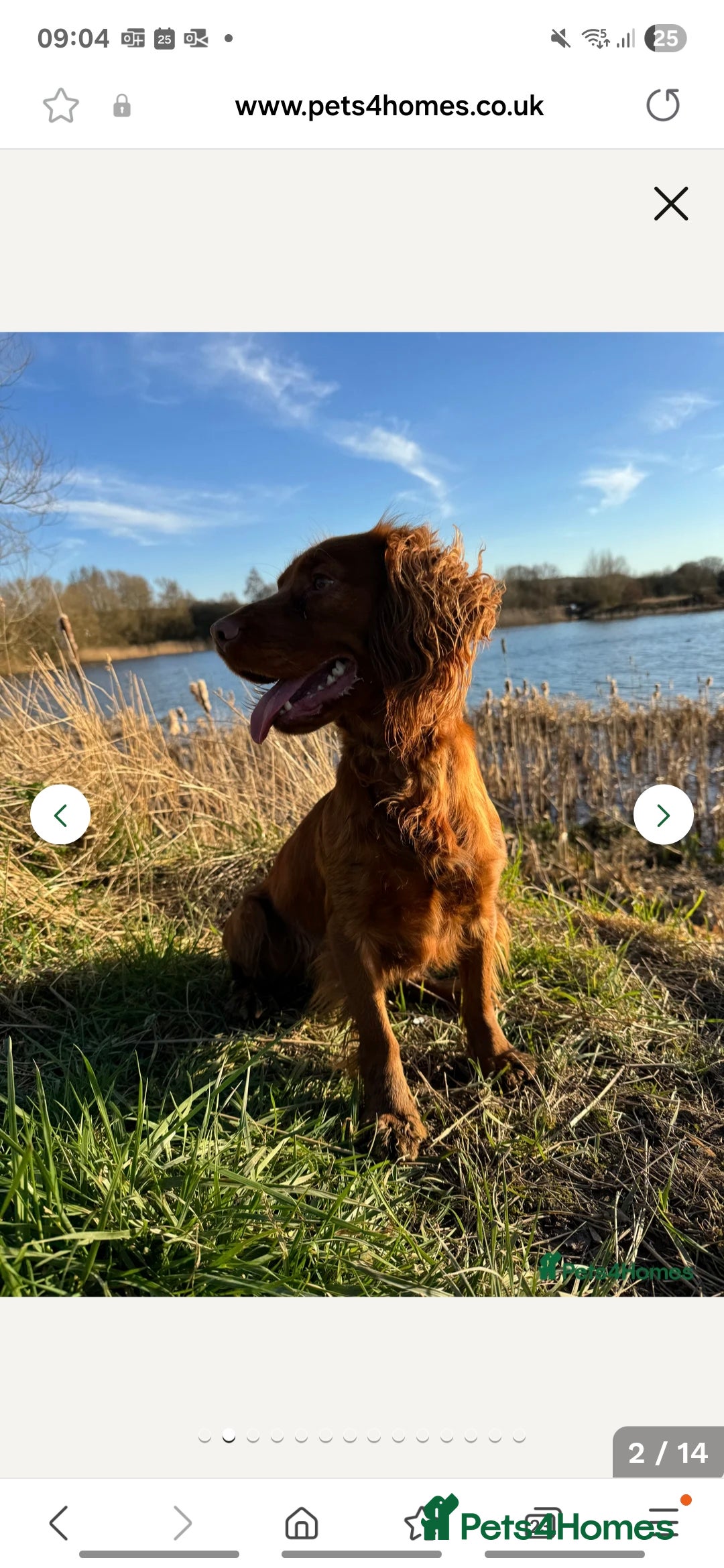 Cocker Spaniel dogs for sale: Working Cocker Spaniel Pups parents DNA tested - Image 19