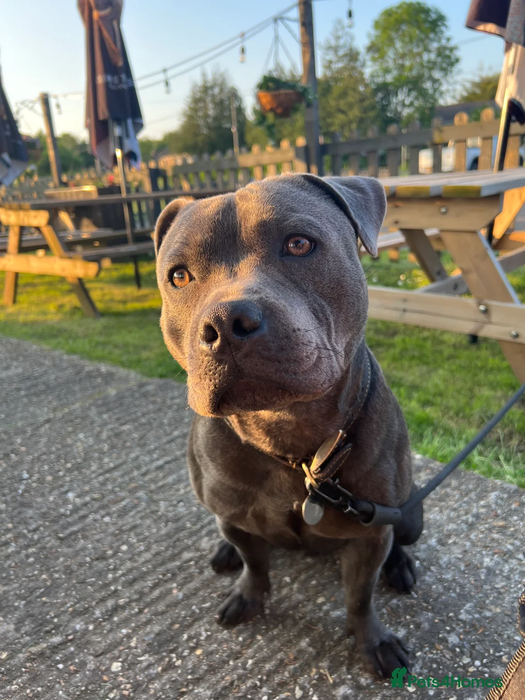 Staffordshire Bull Terrier dogs for sale: Pedigree Staffordshire bull terrier pups  - Advert 5