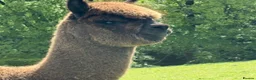 Alpaca livestock for sale: Pedigree Modern Grey Male - Advert 2