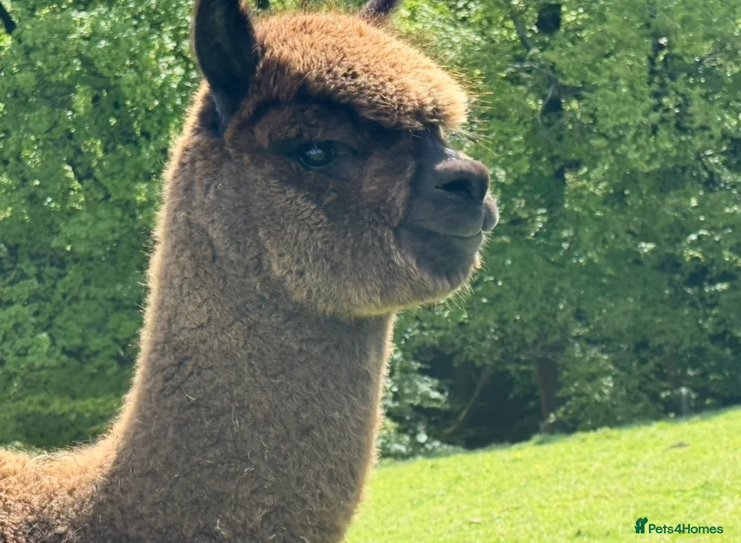 Alpaca livestock for sale: Pedigree Modern Grey Male - Advert 2