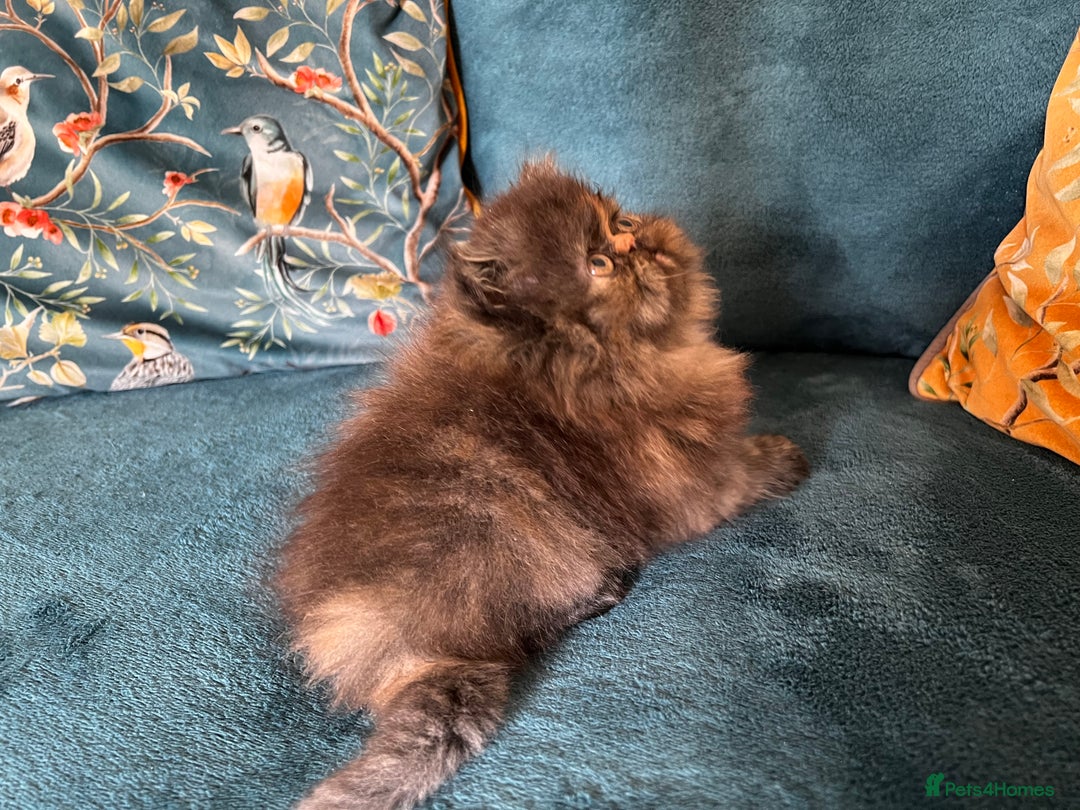 Persian cats for sale: Beautiful Persian Brother & 2 Sisters Available  - Image 14