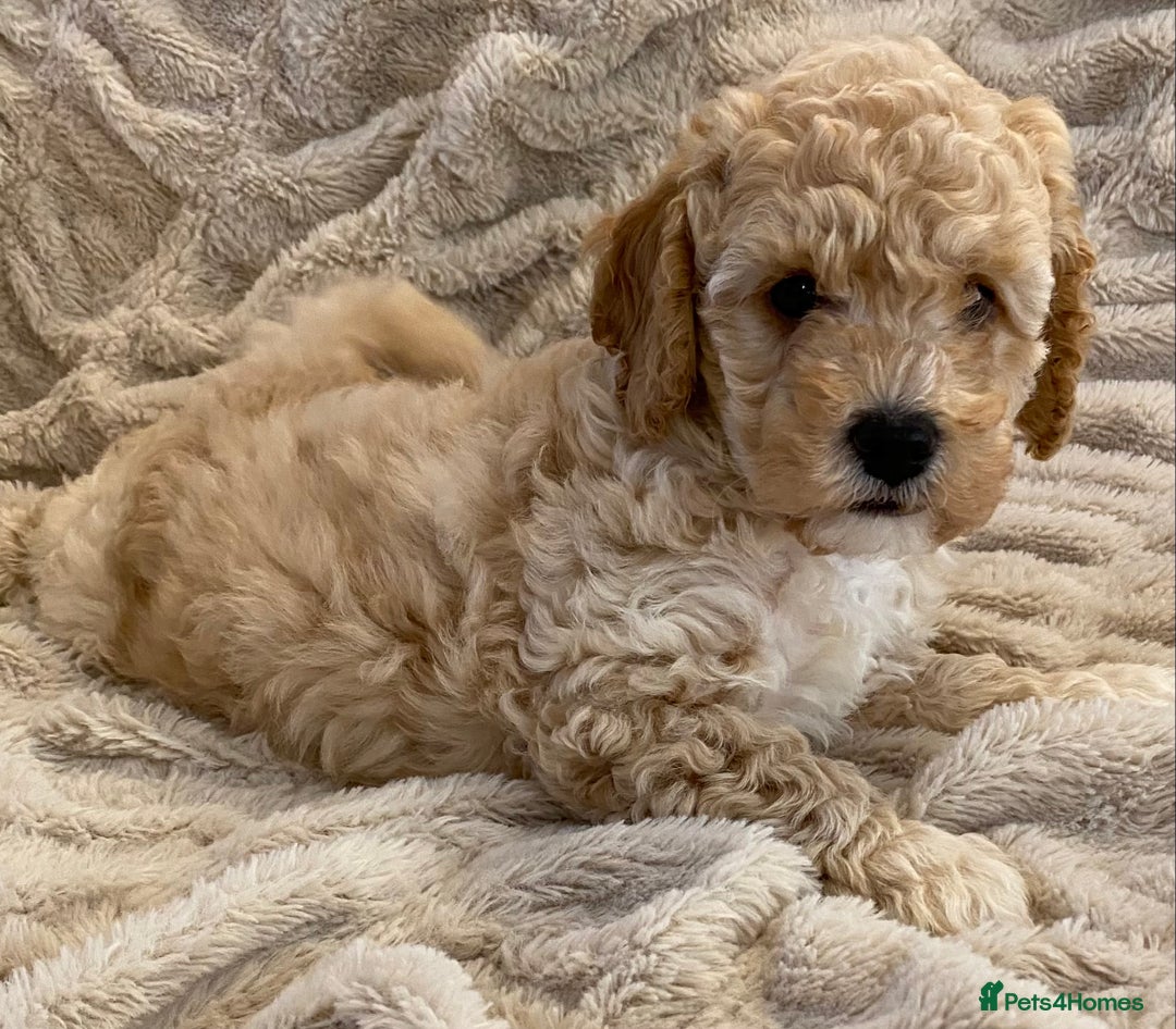 Cavapoo dogs for sale: Gorgeous Teddybear Cavapoo Puppies health checked  - Advert 26