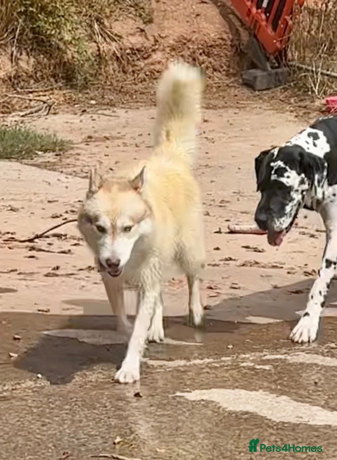 Siberian Husky dogs for sale: Farley - Advert 1