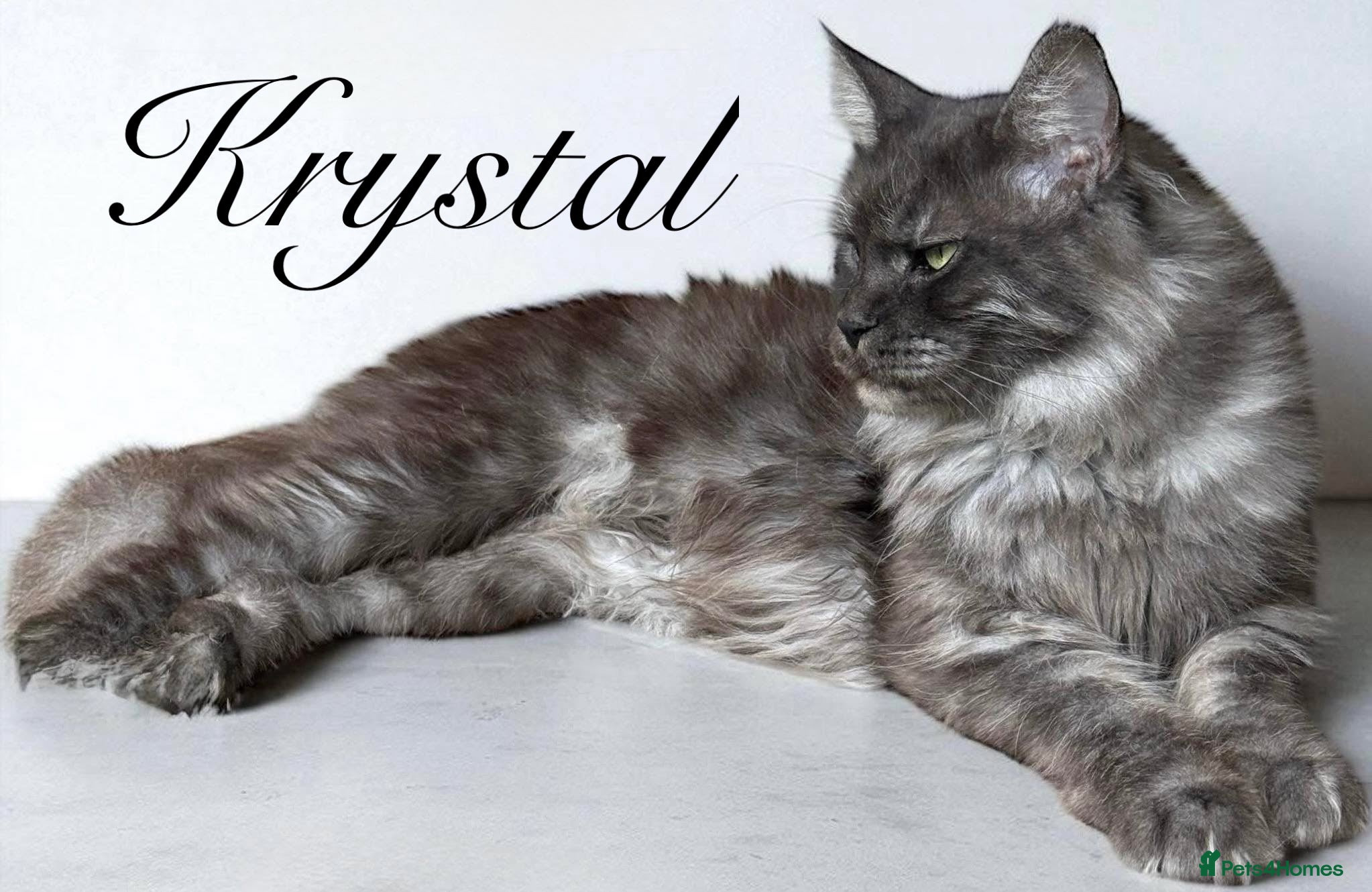 Maine Coon cats for sale: ANDERPRIDE has new Cub arrivals  - Advert 1