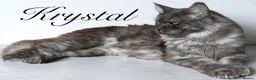 Maine Coon cats for sale: ANDERPRIDE has new Cub arrivals  - Advert 1